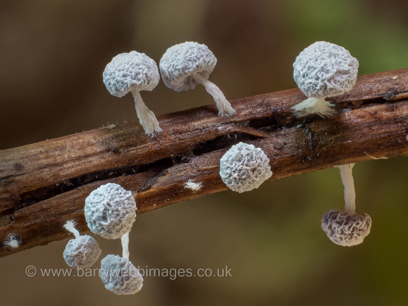 Photo © Barry Webb Didymium squamulosum by Barry Webb